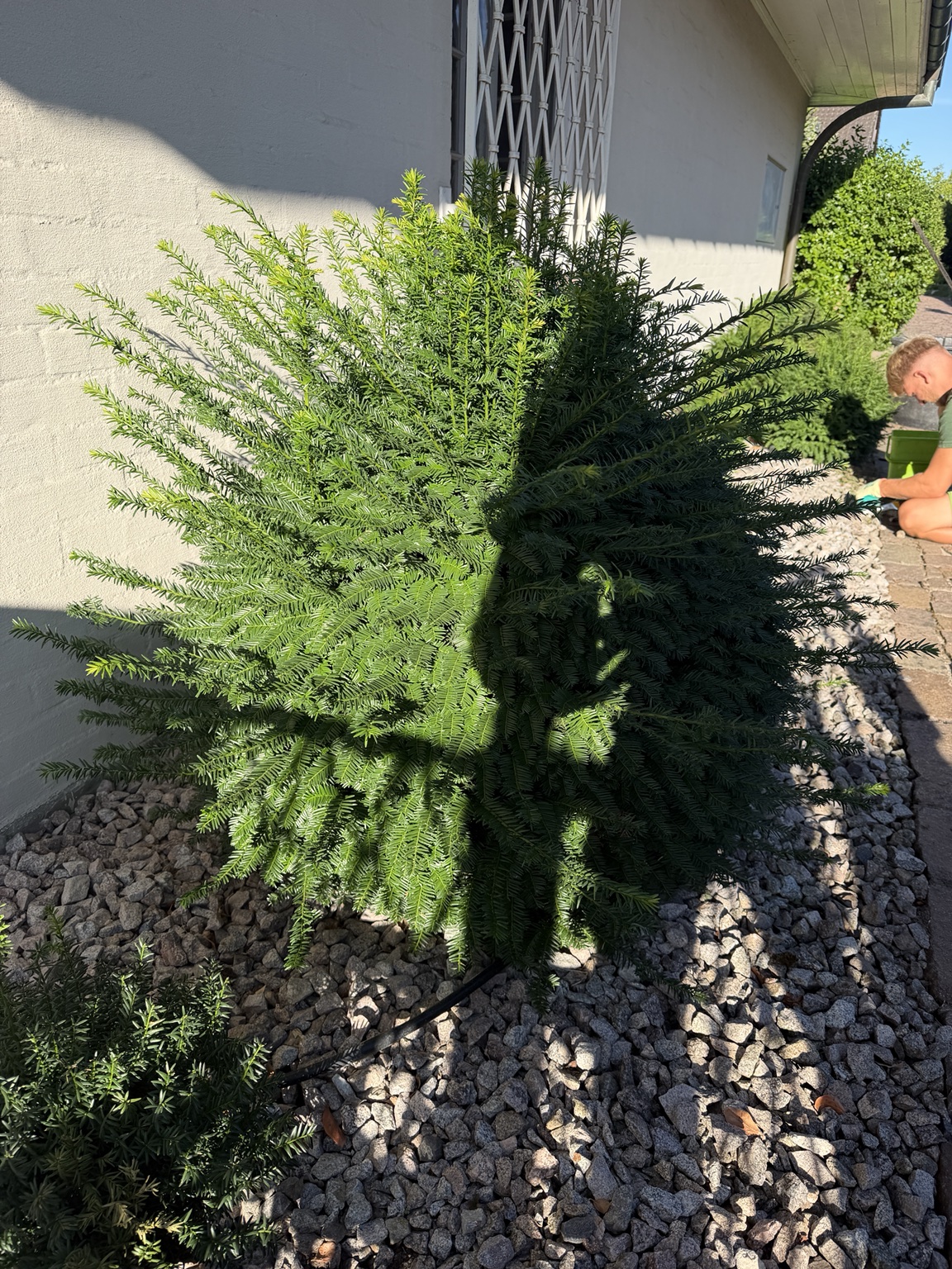 Eibe vor dem Formschnitt mit Gartenarbeiter