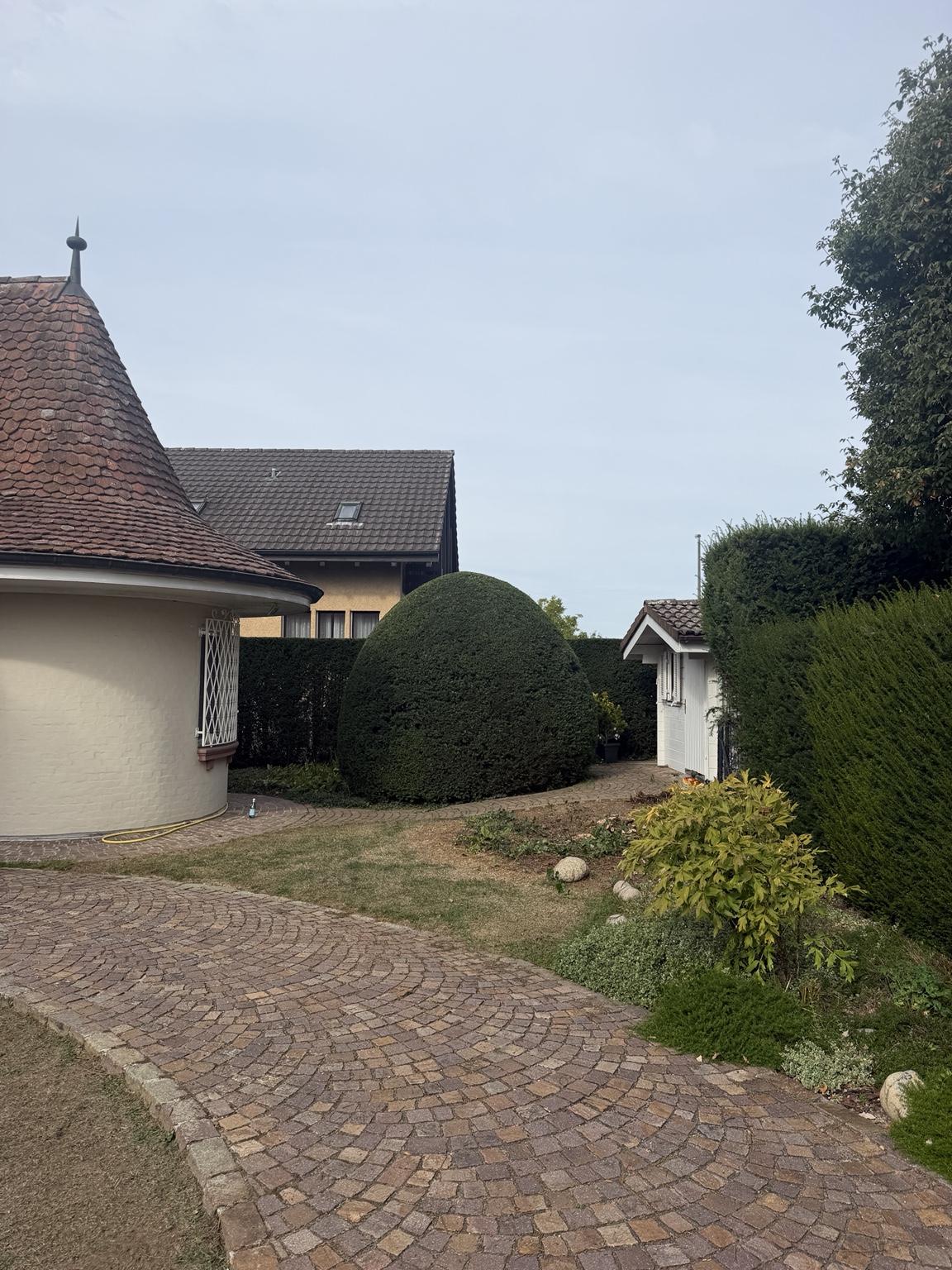 Fertig geschnittenes Kugelgehölz an einem Gartenweg