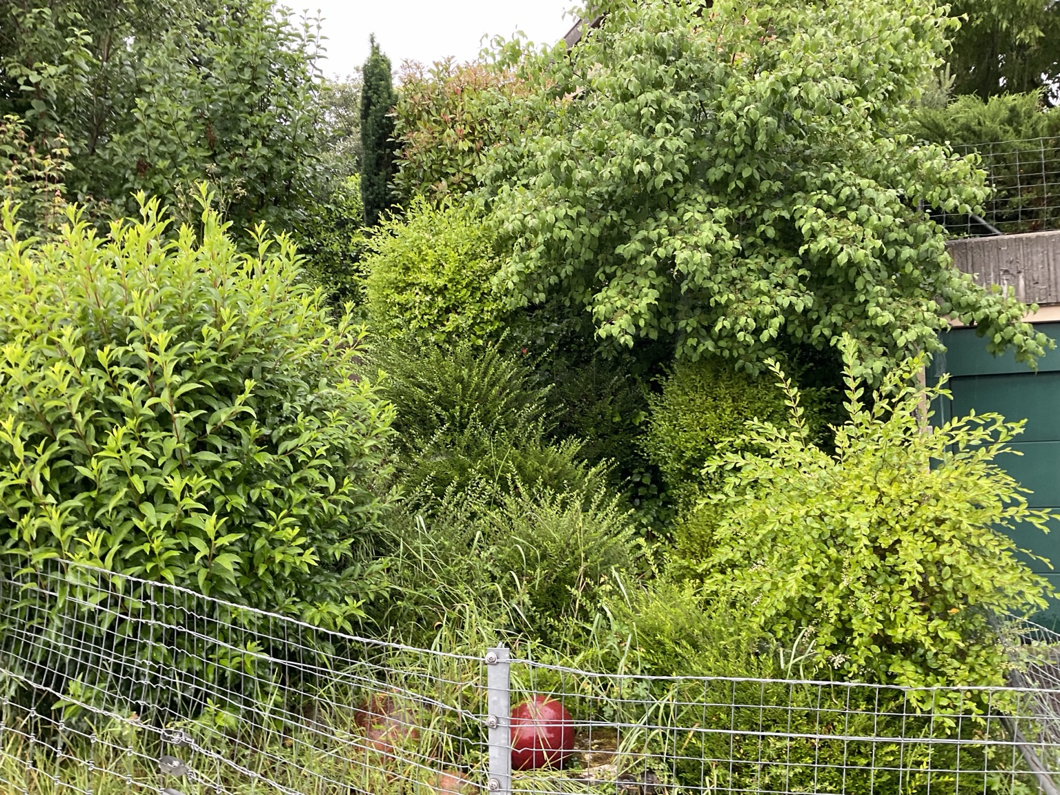 Dichter Bewuchs in einer Gartenanlage