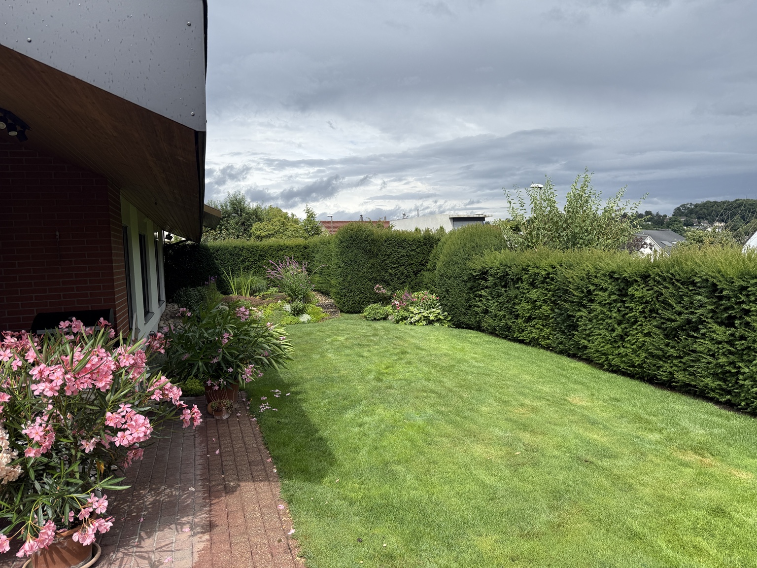 Hecke entlang einer Rasenfläche vor dem Schnitt